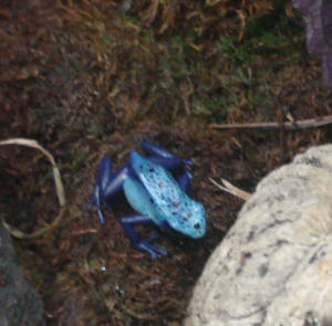 A closeup of one of the blue frogs.  I think he moved.