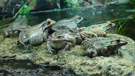 Six cute green frogs.  They're sharing a rock.
