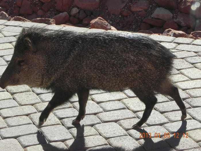 This is one of four javelinas that just sauntered through the driveway