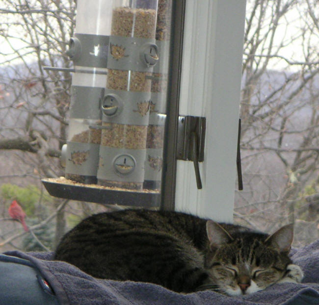 Snookie the Cat sleeps in front of her own teevee network.
