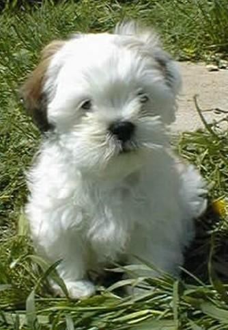 Samye, the then-9-week-old Lhasa Apso, the cutest (then) dog on earth.
