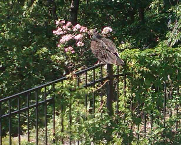 Backyard photo - turkey vulture on fence