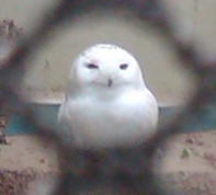 A cute snowy owl, picture taken through mesh