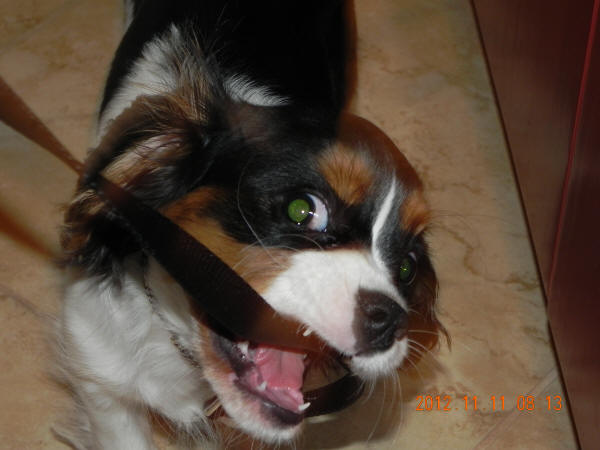 He loves his leash.  It can't escape!